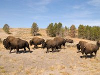 HaydenValley 0002 : 2008 - Tetons & Yellowstone, PrintMe
