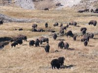 HaydenValley 0008 : 2008 - Tetons & Yellowstone