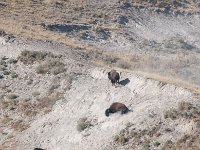 HaydenValley 0009 : 2008 - Tetons & Yellowstone