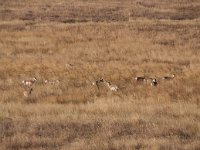 LamarValley 0001 : 2008 - Tetons & Yellowstone