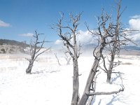 MammothHotSprings 0003 : 2008 - Tetons & Yellowstone