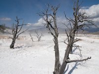 MammothHotSprings 0004 : 2008 - Tetons & Yellowstone, PrintMe