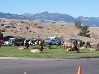 MammothHotSprings 0031 : 2008 - Tetons & Yellowstone