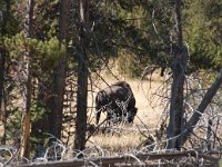 YellowstoneMisc 0004 : 2008 - Tetons & Yellowstone