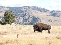 YellowstoneRiverHike 0002