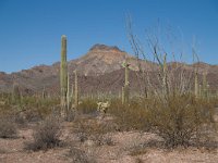 2009 Phoenix-35 : Pheonix Arizona, Pheonix, AZ