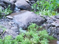 2010 Hawaii 0330 : 2010 - Hawaii, Bird Family