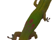 Gecko-1