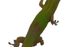 Gecko