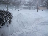 2011 - Blizzard