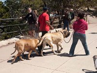 2011 GrandCanyonAZ-60 : Pheonix Arizona, 2011 - Phoenix AZ