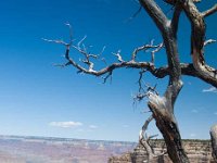 2011 GrandCanyonAZ-78 : Pheonix Arizona, 2011 - Phoenix AZ