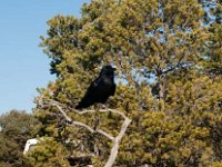 2011 GrandCanyonAZ-92 : Pheonix Arizona, 2011 - Phoenix AZ