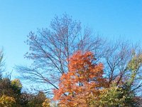 2011 MortonArboretum-5 : Edberg - 1212 Bainbridge Dr