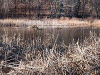 2011 PickerelLake-8