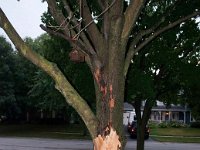 2011 TreeLightning-4 : Edberg - 1212 Bainbridge Dr