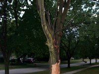 2011 TreeLightning-6 : Edberg - 1212 Bainbridge Dr