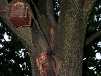 2011 TreeLightning-7 : Edberg - 1212 Bainbridge Dr