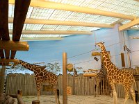 BrookfieldZoo 2012 0021 : Edberg Family, Brookfield Zoo