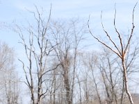 DSC 0006 : Eagle Ridge, Galena IL