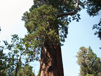GrantsTree