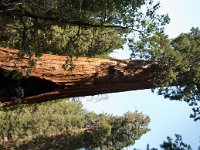 KingsCanyon GrantsGrove-17 : 2013 - California