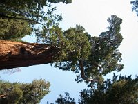 KingsCanyon GrantsGrove-18 : 2013 - California