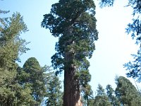 KingsCanyon GrantsGrove-10 : 2013 - California