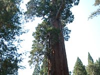 KingsCanyon GrantsGrove-12 : 2013 - California