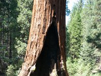 KingsCanyon GrantsGrove-15 : 2013 - California