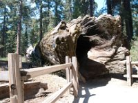 KingsCanyon GrantsGrove-23 : 2013 - California