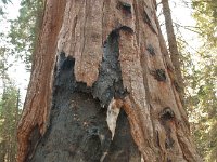 KingsCanyon GrantsGrove-25 : 2013 - California
