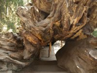 KingsCanyon GrantsGrove-3 : 2013 - California