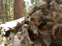 KingsCanyon GrantsGrove-4 : 2013 - California