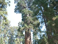 KingsCanyon GrantsGrove-5 : 2013 - California