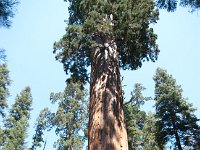 KingsCanyon GrantsGrove-6 : 2013 - California