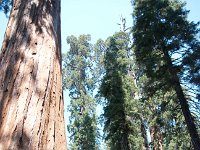 KingsCanyon GrantsGrove-7 : 2013 - California