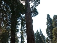 KingsCanyon GrantsGrove-9 : 2013 - California