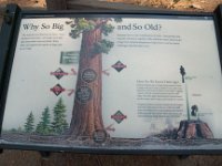 Sequoia GiantForest-11 : 2013 - California