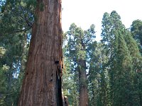 Sequoia GiantForest-12 : 2013 - California