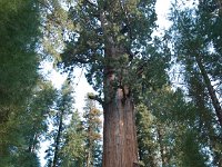 Sequoia GiantForest-13 : 2013 - California