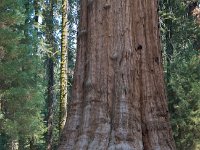 Sequoia GiantForest-17 : 2013 - California