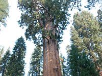 Sequoia GiantForest-20 : 2013 - California