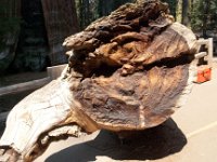 Sequoia GiantForest-21 : 2013 - California