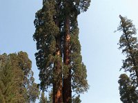 Sequoia GiantForest-22 : 2013 - California