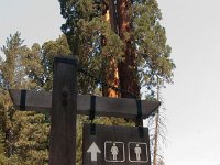 Sequoia GiantForest-23 : 2013 - California
