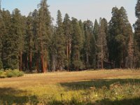 Sequoia GiantForest-24 : 2013 - California
