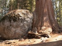 Sequoia GiantForest-25 : 2013 - California