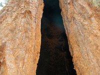 Sequoia GiantForest-28 : 2013 - California