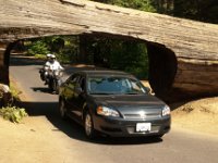 Sequoia GiantForest-29 : 2013 - California